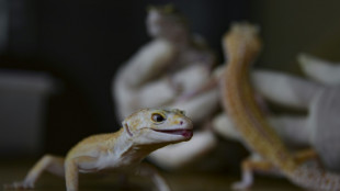 Le lézard gecko colle au mur à l'aide d'une couche de gras