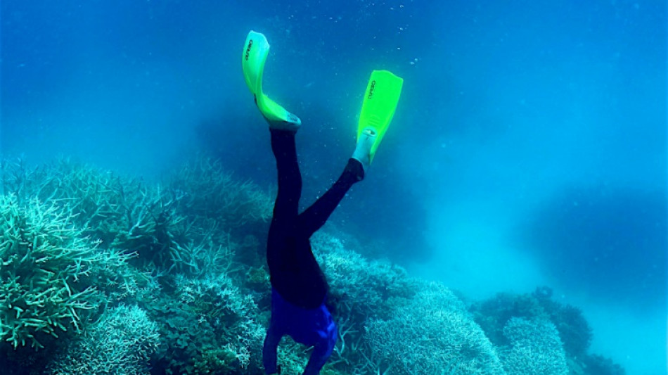 'Mass bleaching event' under way on Australia's Great Barrier Reef