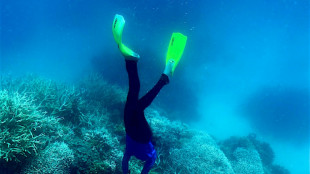 World in grip of new major coral bleaching event, reefs at risk