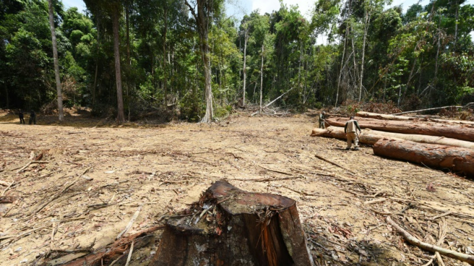 Davos appelle à ce que la déforestation de l'Amazonie ne soit plus synonyme de rentabilité