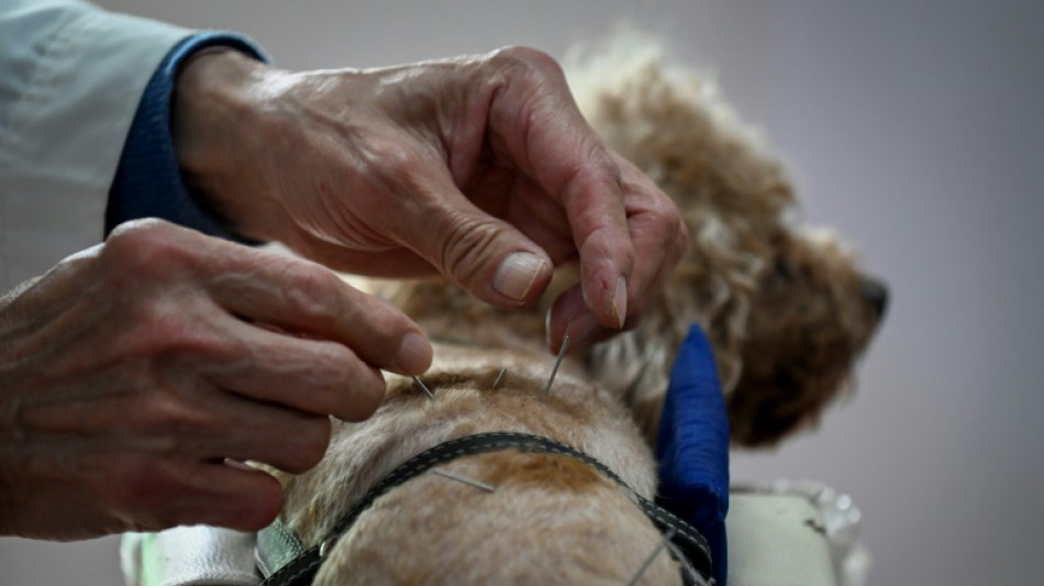 Beijing's pet lovers turn to acupuncture to treat their furry friends