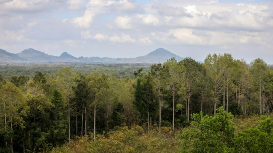 Carbon credits: a contested tool to fight deforestation