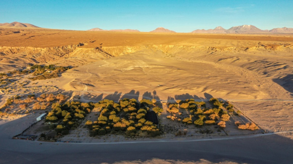 'Kind of complicated': Growing grapes in the world's driest desert