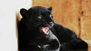 Panther rescued in Ukraine, finds refuge in France