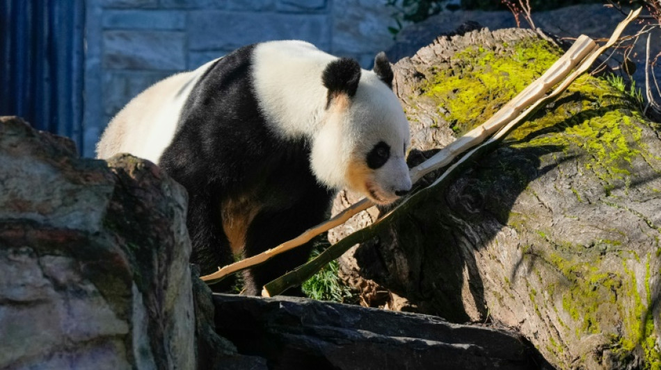 La Chine va remplacer les deux pandas géants prêtés à l'Australie