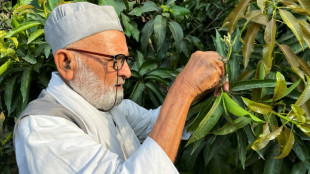 Kaleem Ullah Khan, el indio que cultiva 300 variedades de mango con un solo árbol