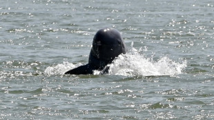 Espoir pour les dauphins dans le Mékong : leur nombre remonte au dessus de 100