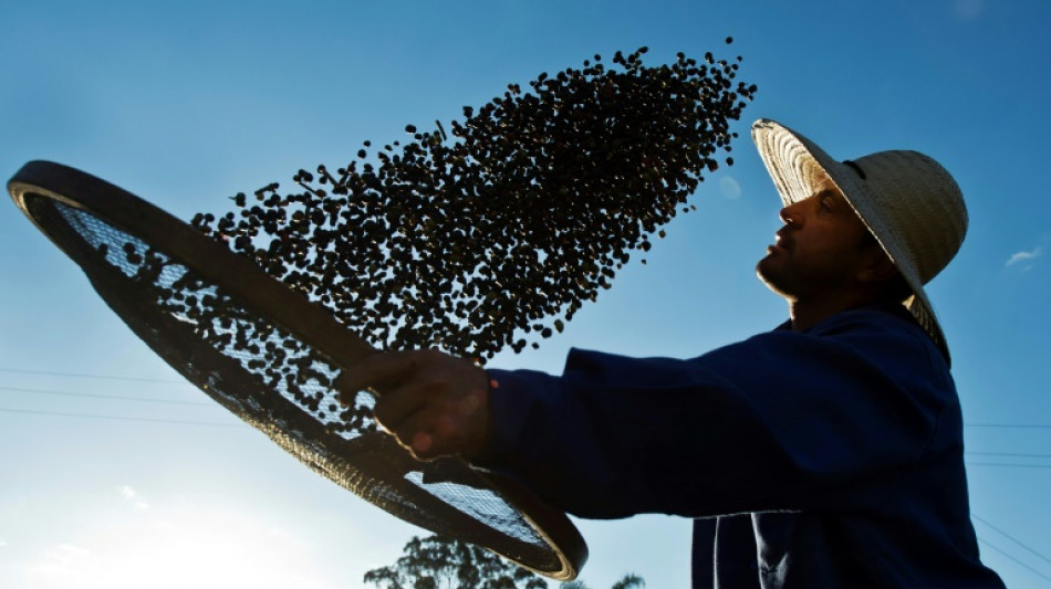 Café arábica registra preço recorde devido à seca no Brasil