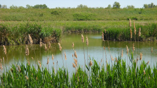 Anche le specie aliene invasive rischiano l'estinzione