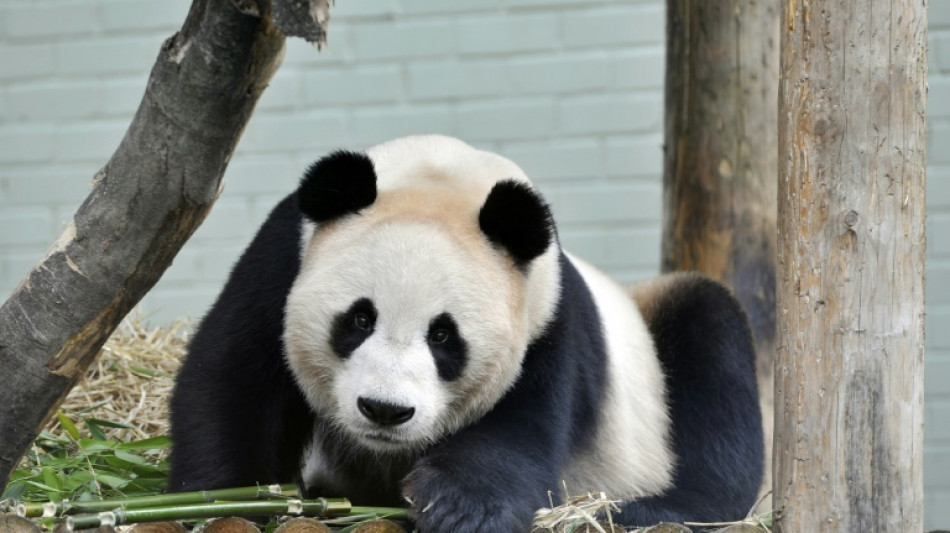 Hard to bear: UK's only panda pair to return to China