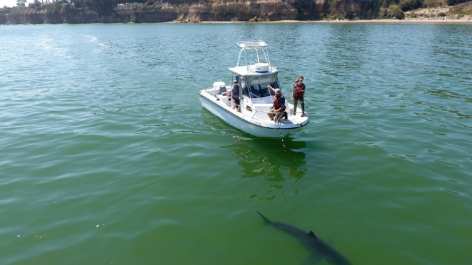 Déplacés par le changement climatique, les requins bouleversent la vie marine en Californie