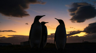 They survived the hunters: now king penguins face climate change