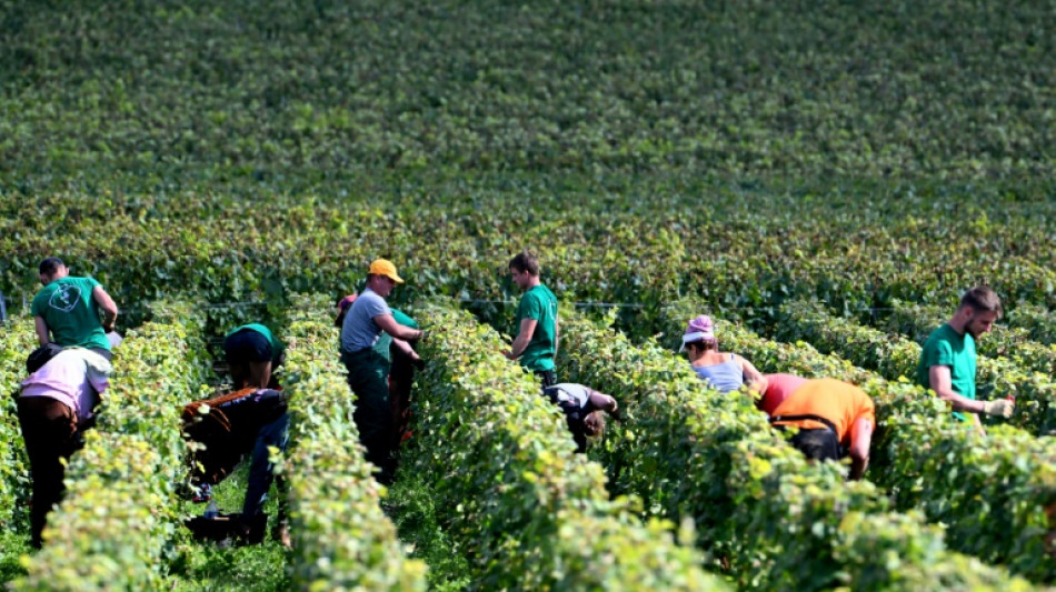 Vendanges en Champagne : la filière sous pression pour préserver sa réputation