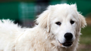 En Ecosse, des chiens dressés pour protéger les moutons des aigles