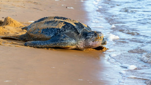 Près de 70% de la faune sauvage a disparu depuis 1970, selon le WWF