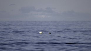 Un estudio advierte de la desaparición de los osos polares en la Bahía de Hudson a causa del calor