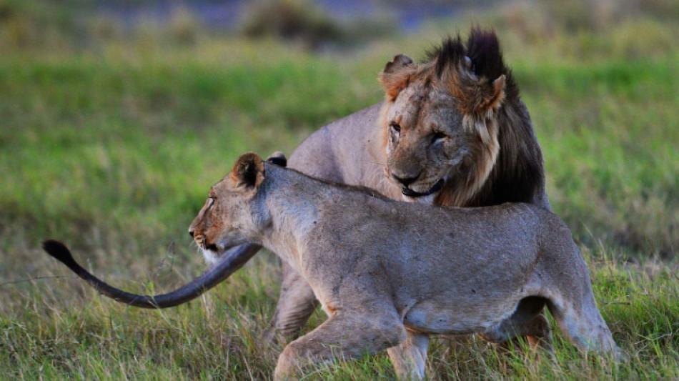 Kenya: six lions tués par des éleveurs