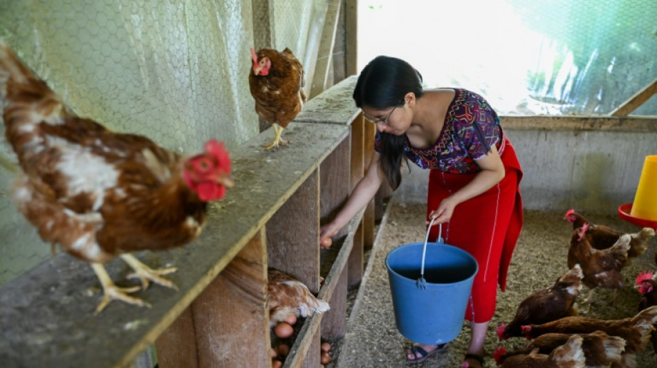 Chickens keep Indigenous Guatemalans from migration agonies, for now