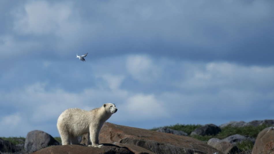 In rare attack, polar bear kills two people in Alaska