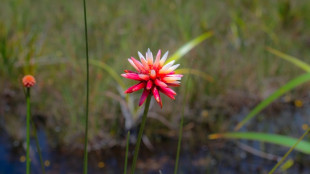 De "maleza" a emblema: una flor amazónica adorna la COP16 en Colombia