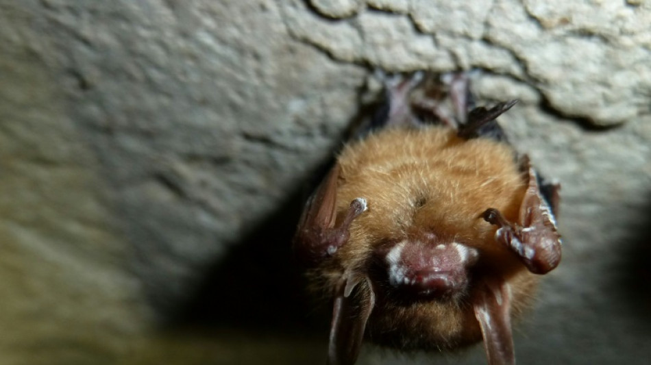 Aux Etats-Unis, l'espoir grandissant d'un remède pour les chauves-souris en péril