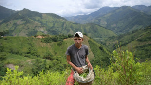 Le Catatumbo, royaume de la coca et chantier anti-drogue de Petro