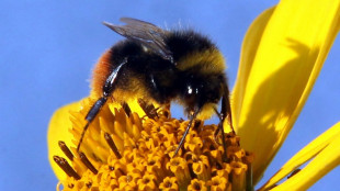 European bumblebee populations projected to plummet