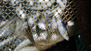 WTO still angling for sustainable fishing deal