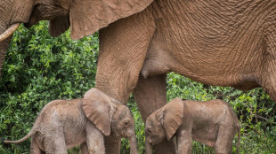 Nacen elefantes gemelos en Kenia, un hecho poco frecuente