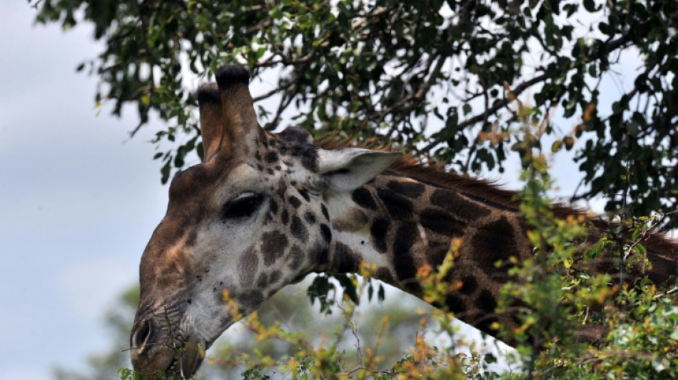 Una jirafa mata a una bebé de 16 meses en Sudáfrica