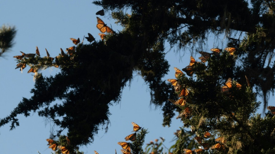 Les papillons monarques californiens reviennent de loin