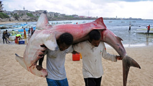 Costa Rica prohíbe la pesca del tiburón martillo