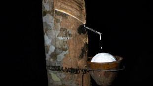 Deforestation caused by rubber vastly underestimated: study