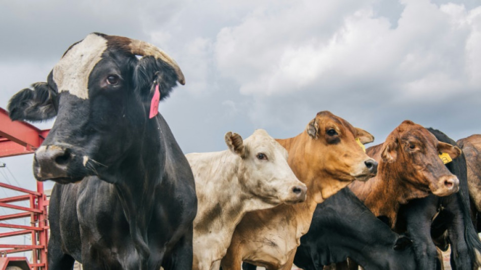 Moo-ve over: Loose cow stops cars on California freeway