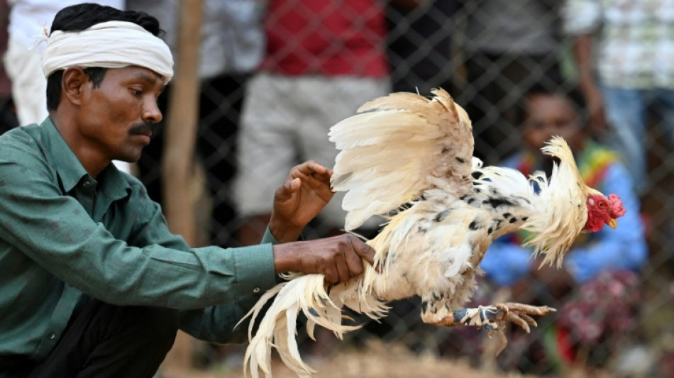 Las peleas de gallos, todavía en auge en remotos pueblos de India