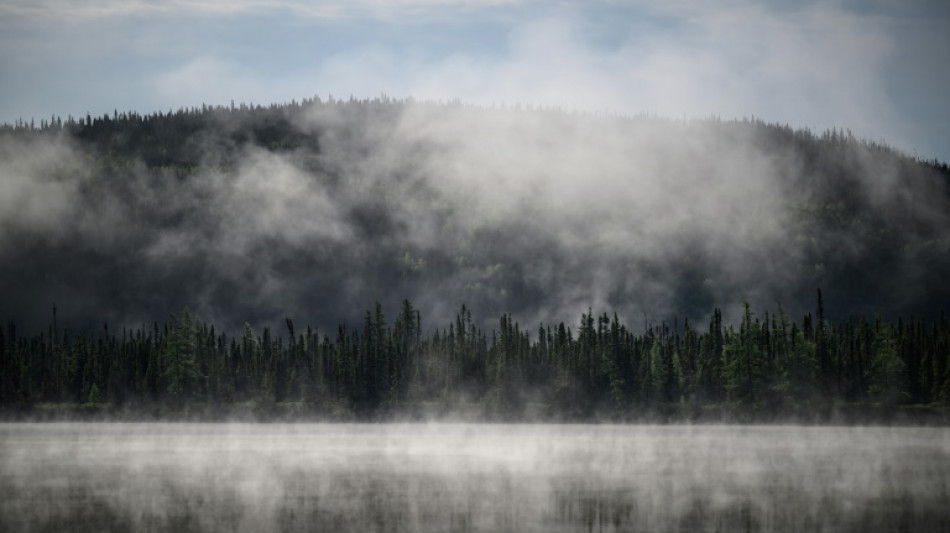 Vitale pour la planète, la forêt boréale aussi est en danger