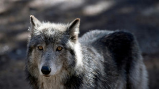 Le nouveau "plan loup" décrié par les écologistes et les éleveurs