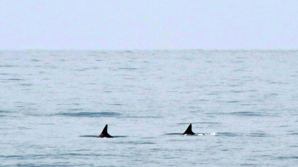 US calls for talks with Mexico on endangered porpoise
