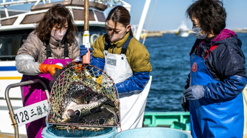 Le fugu, poisson de l'espoir pour les pêcheurs de Fukushima