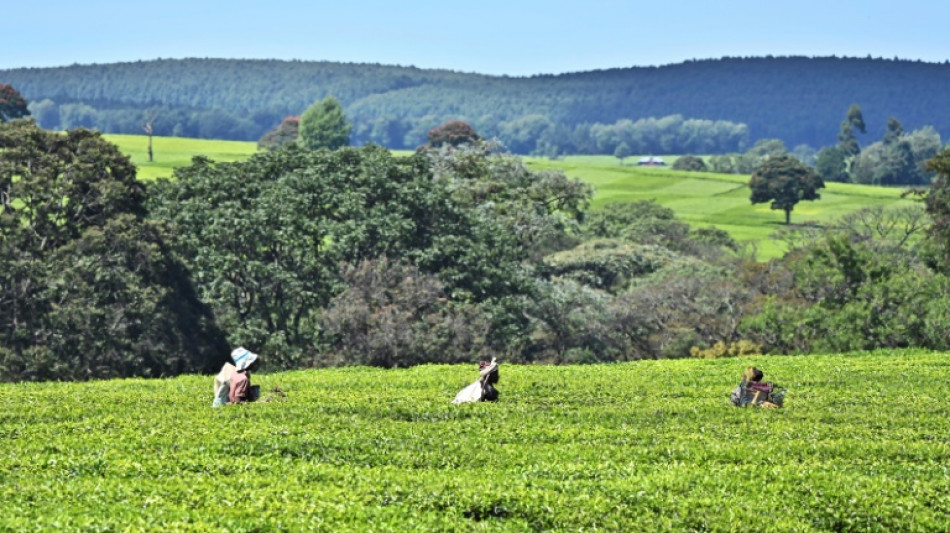 Kenya launches probe into sex abuse claims at UK tea firms 