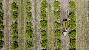 Fruit in crisis: Florida's orange groves buffeted by hurricane, disease