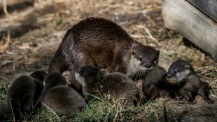 Quatre bébés loutres naines d'Asie au parc animalier d'Auvergne