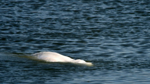 L'extraction du béluga s'annonce "hors du commun", selon l'équipe du Marineland