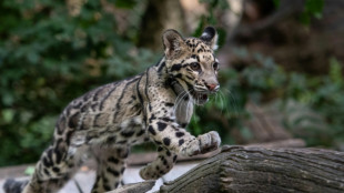 Dead vulture, missing leopard: mystery at the Dallas Zoo