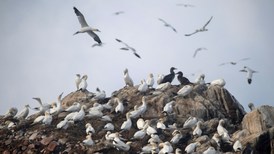 Goélands ou Fous de Bassan, la grippe aviaire tue aussi les espèces sauvages