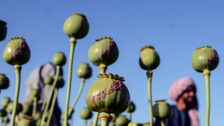 El cultivo de amapola de opio crece un 32% en Afganistán tras el regreso talibán