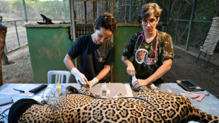 Un refugio trabaja para sanar a los jaguares heridos por los incendios en Brasil