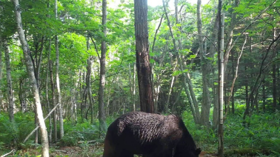 Elusive Japanese 'Ninja' bear killed