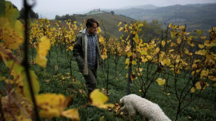 White truffles, Italy's gold, menaced by climate change