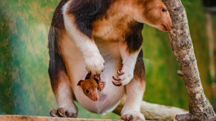 Un kangourou arboricole, en voie d'extinction, naît dans un zoo britannique